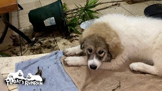 鉢植えをひっくり返して遊んだベルです　Great Pyrenees　グレートピレニーズ