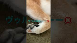 柴犬こまちの肉球を触る動画🐕#shiba#柴犬のいる暮らし#癒し#shorts#柴犬こまち#かわいい犬#イタズラやめられない