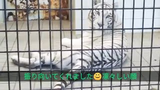 ホワイトタイガー砥部動物園　　Whity Tiger