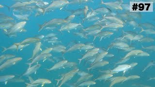 無数のカンパチに囲まれた中でキジハタを突くという贅沢【素潜り】【魚突き】