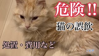 【危険】猫が誤飲した事によって大変な事になりました。