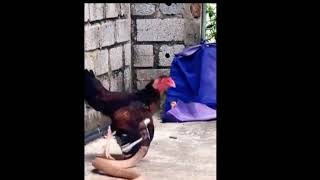 मुर्गी ने किया नाग पे हमला 😱 #hen #naagin #omg #attack