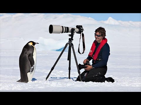Do penguins like being touched?