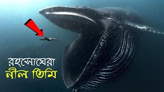 পৃথিবীর সবচেয়ে বড় স্তন্যপায়ী প্রাণী নীল তিমি !! যা দেখলে আপনিও অবাক হবেন Blue Whale Facts in Bangla