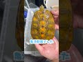 【亀洗】洗うと光り輝く亀の正体　 shorts カメ リクガメ turtle tortoise 爬虫類 reptile