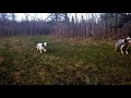 commands u0026 allowing setter to work grouse scent video