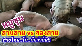 ทำไม?? สายพันธุ์หมูขุน ต้องเป็นสามสายเลือด l KruThan พาทำ