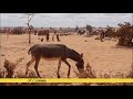 renewed famine warning for drought hit somalia