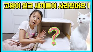 갑자기 고양이 밀크 새끼들이 사라졌어요! 새끼들은 어디로 갔을까요? 먼치킨 나폴레옹 아기들이에요~ [사랑아놀자 LOVE\u0026TORY]