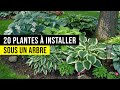 Plantes SOUS ARBRE : 20 Plantes d'ombres Géniales !