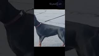 من أخطر الكلاب في العالم – دوبر مان  Doberman