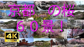 京都を中心に桜の名所60景をご紹介します。これからお花見に行かれる方のご参考になれば幸いです。１景あたり平均20秒ですので、最後まで見てくださいね(^^)/