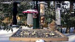 Timid Grouse Shares Feeder With Grosbeaks and Redpolls – Feb. 8, 2017