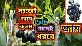 সহজেই জাম গাছের কলম#berry grafting tannic