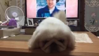 可愛いペキニーズ ブサカワ犬