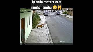 Briga de gato com cachorro 😁 Shorts #viralshorts #viralvideo