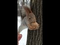 Поползень долго думал и не успел а белка успела nuthatch and squirrel