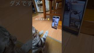 自分の動画を真剣に見ている子猫 #shorts #cat