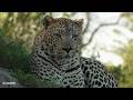 Leopard hat trick - SafariLIVE Sunset - 22 May 2026