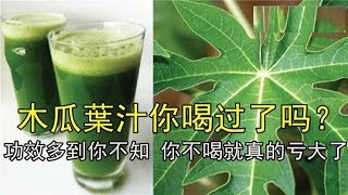 木瓜葉汁你喝過了嗎？功效多到你不知！你不喝就真的虧大了！