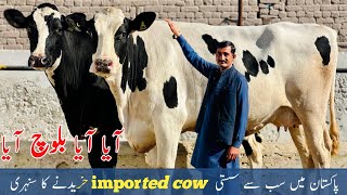 imported cows for in Pakistan | American cows | Cross cows for sale