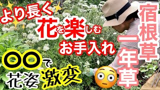 【宿根草/一年草】やるかやらないかで、花付き・花姿・花期さえ変わる‼️夏を迎える前に是非やりたいお手入れ😊/ 冬越しペチュニア、宿根草ホワイトガーデンなど/今年デビュー苗の植え付け【ガーデニング】