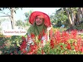 Tahan Panas Dan Cantik Tanaman Hias Salvia Splendens | Scarlet sage plant