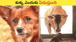 కుక్క ఆవు కోసం ఎం చేస్తుంది😭||Intresting Facts In Telugu||Amezing Facts In Telugu #shorts #facts