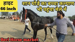 Beri Horse Market 2019-शान घोड़े का बच्चा कल्याण भी पहुंचा बेरी मेले में