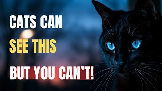 11 STRANGE Things Only Cats Can See, Hear, and Feel – But You Can’t! | Petology