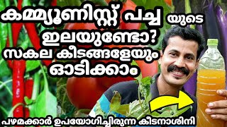 Plants Best organic pesticide/ വീട്ടിലുള്ള ഈ 5 ഇലകൾ മതി ചെടികളിലെ കീടങ്ങളെ ഓടിക്കാൻ Btech MIX MEDIA