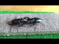 セアカフタマタクワガタvsギラファノコギリクワガタ　stag beetle fight