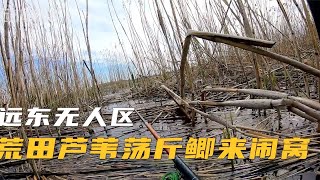 浅水荒田芦苇荡野钓大鲤 结果却被上斤的大板鲫闹了窝