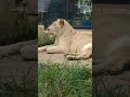 涼夏🙄⑯ホワイトライオン・白獅子・リズムちゃん・沖縄こどもの国・・・white_lion・okinawa zoo u0026 museum 20240430