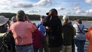 Bird ID: Greater Scaup vs Lesser Scaup