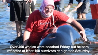 Volunteers try to rescue stranded whales on New Zealand beach