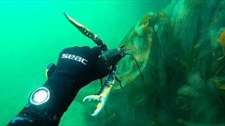 Freediving In Scotland For Lobsters - Can I Find One?