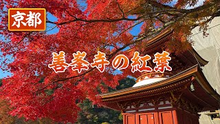 京都の紅葉2024 大原野 善峯寺　#京都紅葉  ＃京都観光 #京都旅行 #kyotovlog