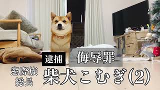 柴犬こむぎの反撃　【NEWS 48】　我が家の可愛い逮捕されがちな柴犬こむぎ容疑者