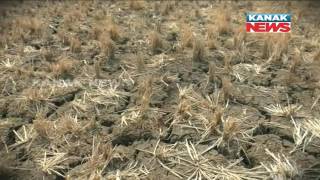 Rain Shattering Hope Of Balangir Farmers