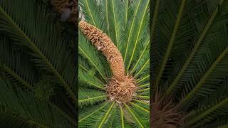 cone of cycas palm, male bearing pollen cone, sago palm, aisa bhutta apne dekh he #satisfying