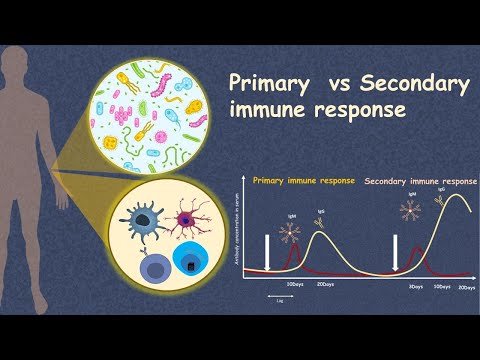 What is the cell that is responsible for a secondary response to an antigen?