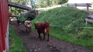 NRF cows in Norway by Xsires Crossbreeding