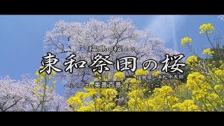 福島の桜より　～二本松　東和祭田のサクラ～