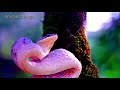 কোস্টা রিকা সুন্দরবন বিডিও ক্লিপ ।। costa rica in shundorban of bangladesh wild animals