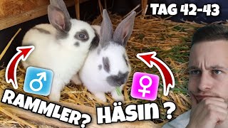 Ist das eine Häsin \u0026 Rammler? 😍🐇 (Tag 42\u002643) 🐇 + Nachtszenen - Kleinschecke Blau-Weiß 🐇 | Schustrich