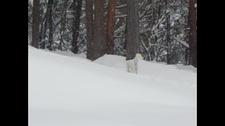 サルーキ　ぽぽ・喜八！何が気になったのかな🐾（Saluki）