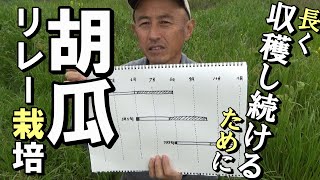 【自然農】長く収穫し続けるための「胡瓜」リレー栽培　2021年4月14日【natural farming】