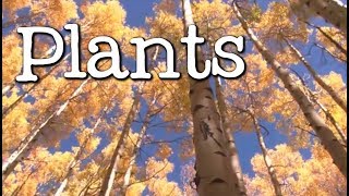 What is a Plant? All About Plants for Kids - FreeSchool