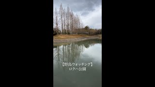 ロクハ公園【野鳥ウォッチング】2024.02.18